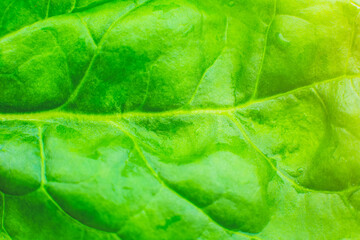 Green leaf close up. Fresh leaves texture background. Natural eco wallpaper. Vegetarian food. Vegetable and vitamins products. Macro photo.