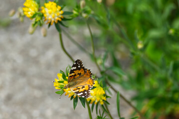 Painted Lady (Vanessa Cardui) Butterfly perched on yellow flower in Zurich, Switzerland.