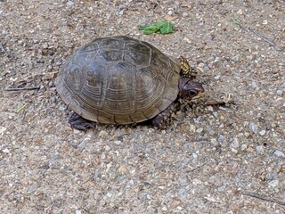 Wild turtle on ground.