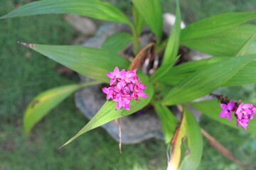 thailand orchid
