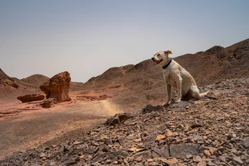 Foto auf Alu-Dibond A Dog in the Desert © Moshe Einhorn