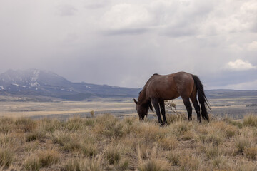 Fototapeta na wymiar Beautiful Wild Horse in the Utah Desert