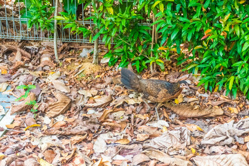 Naklejka na ściany i meble Chicken in singapore botanic gardens