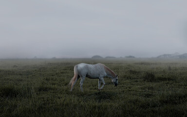 Obraz premium Wanderer in the fog