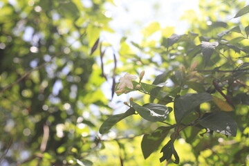 leaves on a tree