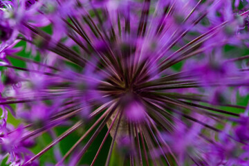Blume Close Up Makro mit Bokeh