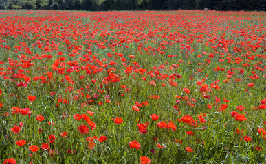 Field with red poppies
