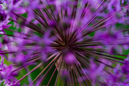 Blume Close Up Makro mit Bokeh