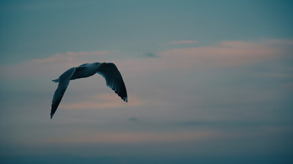 seagull in flight