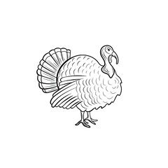 Vector turkey bird illustration, black outline drawing isolated on white background, farm animal.

