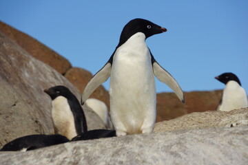penguin in polar regions