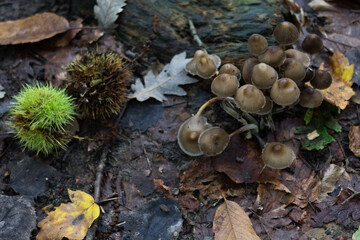 mushrooms in the forest