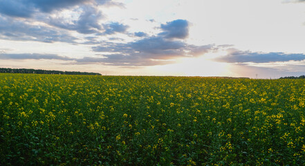 A beautiful sunset against the background of a blooming rapeseed field.