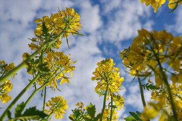 Scenery. Agriculture. Blooming rapeseed field. Bright yellow rapeseed flowers in sunlight against the blue sky.