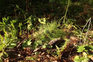 cones in the forest in the sunlight, lying on the ground in summer