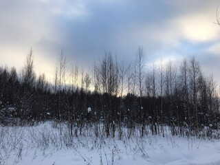 winter landscape, bare tree trunks
