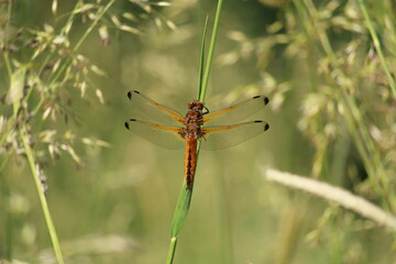 dragonfly on the grass, the Blue Chaser, Scarce Chaser