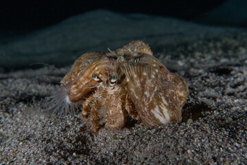Crab in the Red Sea Colorful and beautiful, Eilat Israel