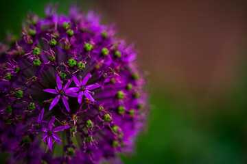 Zierlauch Blume Dekorativ Leinwandmotiv Wanddekoration Garten Praxis Ruhe Stille Natur Erholung