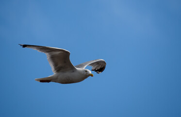 Herring Gull flying