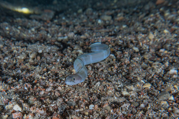 Moray eel Mooray lycodontis undulatus in the Red Sea, Eilat Israel
