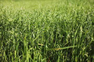 Shot of a green wheat field in summer. Wheat is a grass cultivated for its seed. grain is a small, hard, dry seed, harvested for human, animal consumption