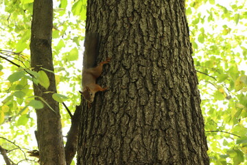 squirrel on a tree trunk in the park in summer