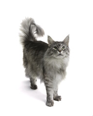Fototapeta premium Maine Coon, grey color, standing in front