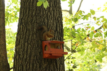 the squirrel on the feeder eats nuts