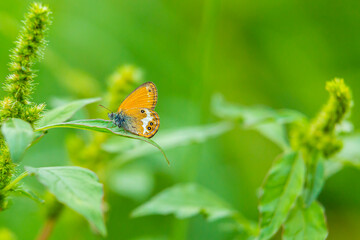Side view closeup of a Pearly heath butterfly, Coenonympha arcania, resting in grass