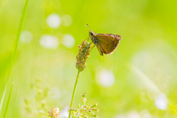 Dingy skipper Erynnis tages on purple lavender