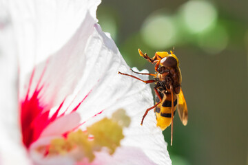 Volucella zonaria, hornet mimic hoverfly, closeup pollinating