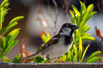 House Sparrow #2