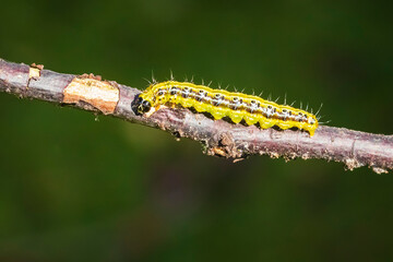 Box tree moth caterpillar, Cydalima perspectalis, closeup feeding