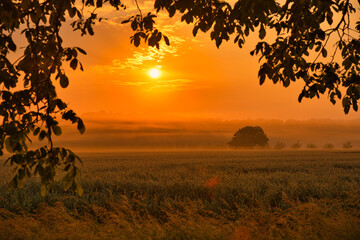 Sommerliche Morgenstimmung in der Ortenau nahe Mahlberg