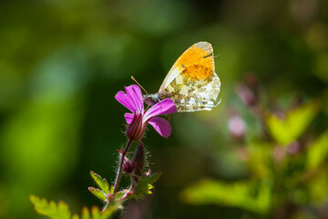 Anthocharis cardamines Orange tip male butterfly feeding on pink flower