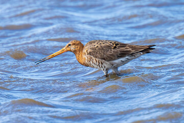 Black-tailed godwit Limosa Limosa foraging in blue water
