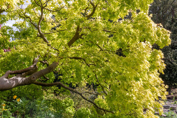 Green leaves of Japanese maple tree (Acer palmatum).