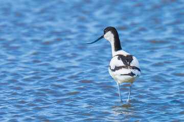 Pied Avocet, Recurvirostra avosetta, foraging