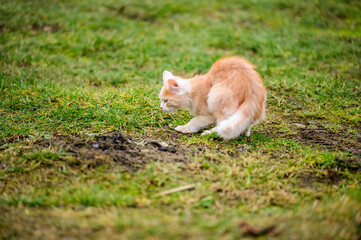 Naklejka na ściany i meble The little red cat hunted the mole, a natural instinct in the cat.