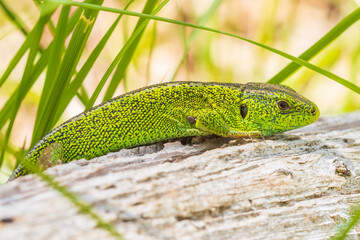 Sand lizard, Lacerta agilis, green male