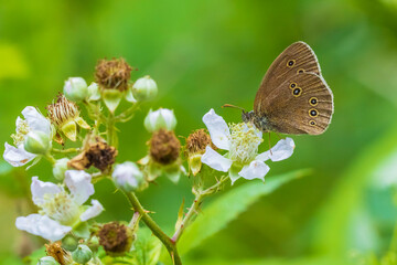 Ringlet butterfly Aphantopus hyperantus closeup