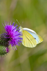 Pieris rapae, small white butterfly pollinating on pink purple flowers