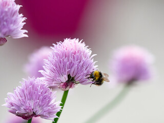 Close up of A Bumblebee on a purple wild chive flower