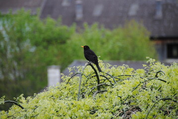 schwarze vogel auf dem baum