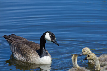 Fototapeta premium Canada Goose (Branta canadensis) and Goslings in the Water
