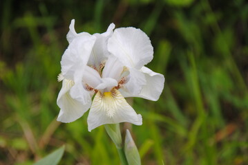 weisse iris