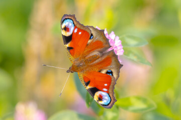 Aglais io, Peacock butterfly pollinating on flowers. Top view, open wings