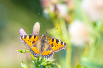 Fototapeta na wymiar Aglais urticae, small tortoiseshell butterfly top view, open wings