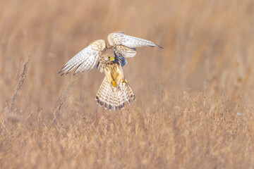 Kestrel falco tinnunculus female flying hunting
